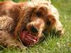 Cocker spaniel Sif