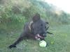 Blanding af racer Ziggie *sendt i nyt hjem* [Tidl. hund]