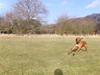 Rhodesian ridgeback Zulu