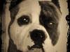 Amerikansk staffordshire terrier Mean  R.I.P