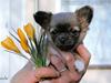 Chihuahua *Pixie <3*
