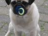 Mops Anton