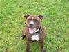 Staffordshire bull terrier Bella