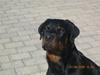 Rottweiler Baloo