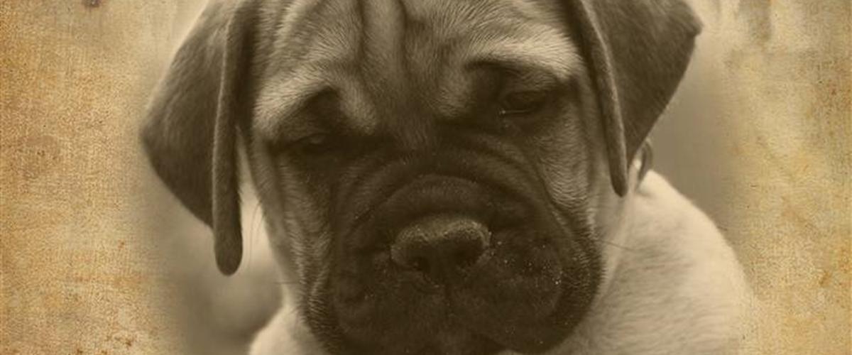 Bullmastiff Pi - 2009 - Pi er en ganske almindelig rø...
