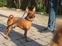 Dvaergpinscher Baily