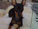 Dvaergpinscher Lilly