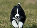 Border collie Asasara Fantastiske Bravo