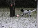 Engelsk setter Trine