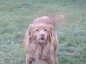 Nova scotia duck tolling retriever Molly Iversen