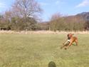 Rhodesian ridgeback Zulu