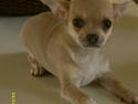Chihuahua Fiona