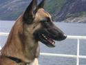 Malinois Isell's Xiff