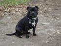 Staffordshire bull terrier Baloo