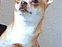 Chihuahua Sille