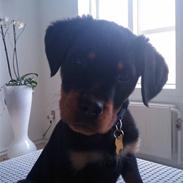 Rottweiler Biggi Smalls
