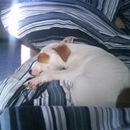Jack russell terrier Bowie