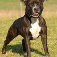 Staffordshire bull terrier Mathilde