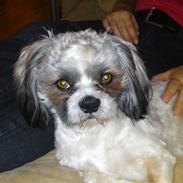 Lhasa apso Uffe