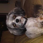 Lhasa apso Uffe