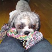 Lhasa apso Uffe