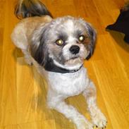 Lhasa apso Uffe