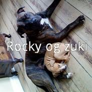 Amerikansk staffordshire terrier rocky sov sødt basse