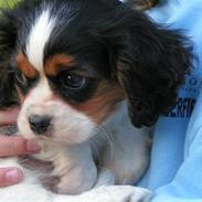 Cavalier king charles spaniel Nørgaards Silke R.I.P