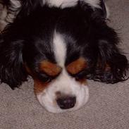 Cavalier king charles spaniel Nørgaards Silke R.I.P