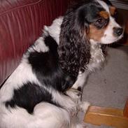 Cavalier king charles spaniel Nørgaards Silke R.I.P