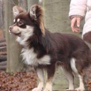 Chihuahua Carl den store :D