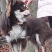 Chihuahua Carl den store :D