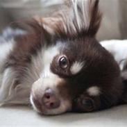 Chihuahua Carl den store :D