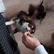 Chihuahua Carl den store :D