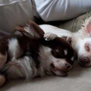 Chihuahua Carl den store :D