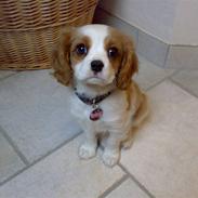 Cavalier king charles spaniel Lady