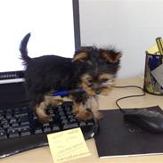 Yorkshire terrier Gucci