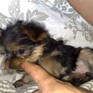 Yorkshire terrier Gucci