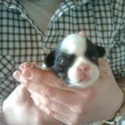 Blanding af racer Bella