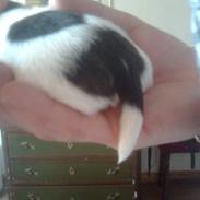 Blanding af racer Bella