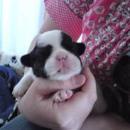 Blanding af racer Bella