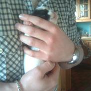 Blanding af racer Bella