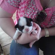 Blanding af racer Bella