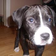 Amerikansk staffordshire terrier Buddi