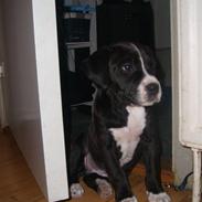 Amerikansk staffordshire terrier Buddi