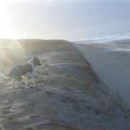 Dansk svensk gaardhund Blandning         Bølle