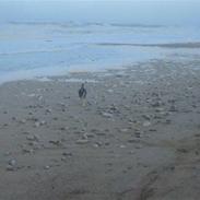 Dansk svensk gaardhund Blandning         Bølle