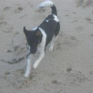 Dansk svensk gaardhund Blandning         Bølle