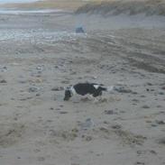 Dansk svensk gaardhund Blandning         Bølle