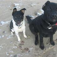 Dansk svensk gaardhund Blandning         Bølle